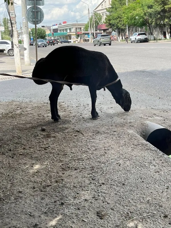 Qoy sotiladi qochqor