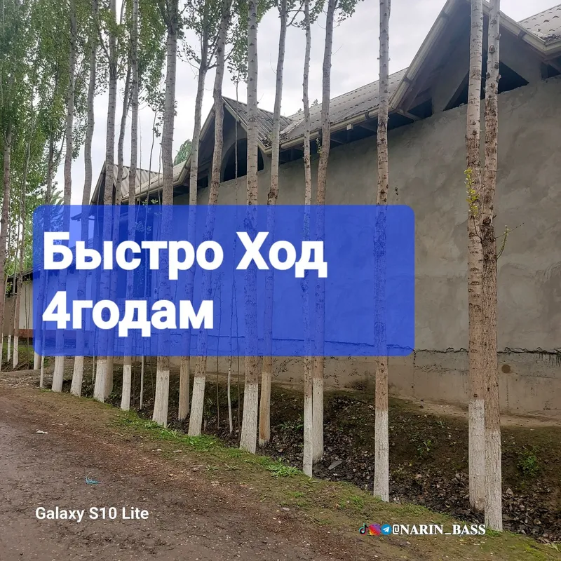 Калифорния, БЫСТРО ХОД терак Кучат Ва каламчалари — фото 4