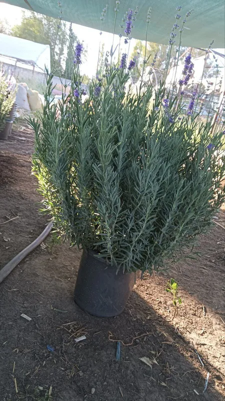Lavanda ko‘chatlari sotuvda! — фото 4