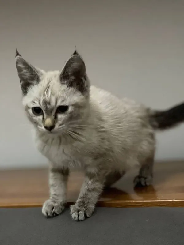 Голубо глазная красивая кошка