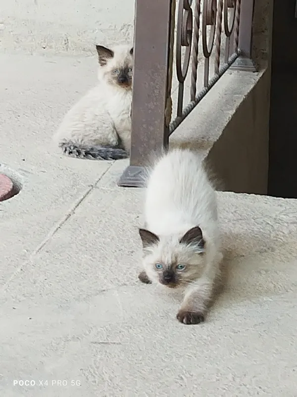 Сиамские котята.
