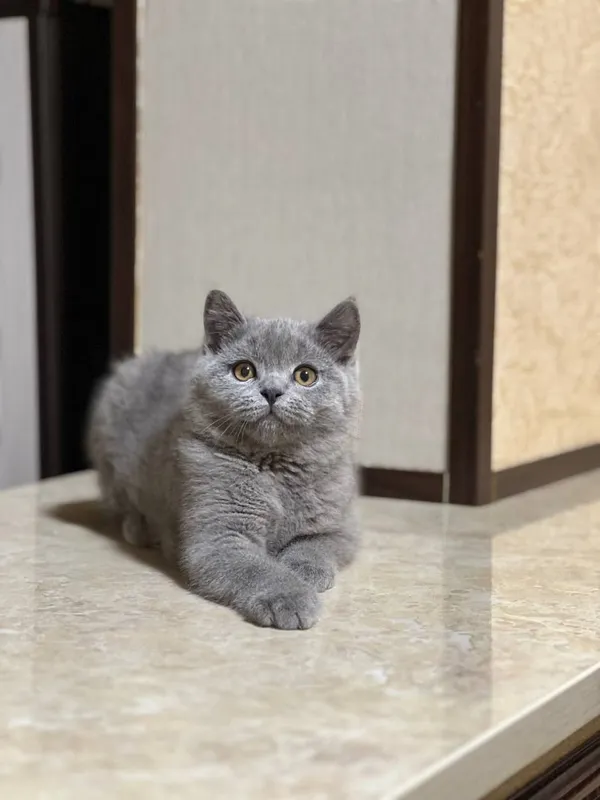 Продаются чистокровные британцы 3