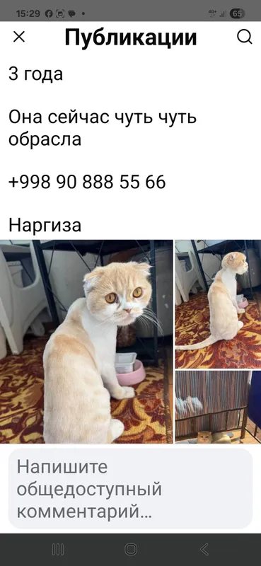 помогите найти кошку за вознаграждение! помогите найти кошку за вознаграждение!
