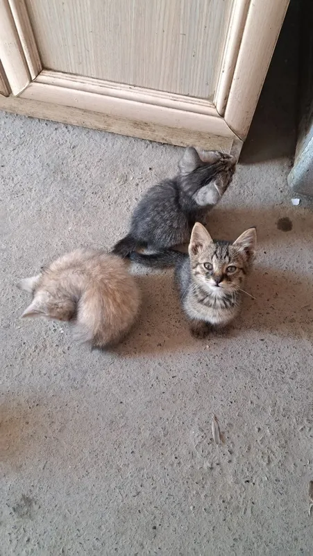 Mushuk. Kimga kerak boʻlsa 3 Mushuk. Kimga kerak boʻlsa 3
