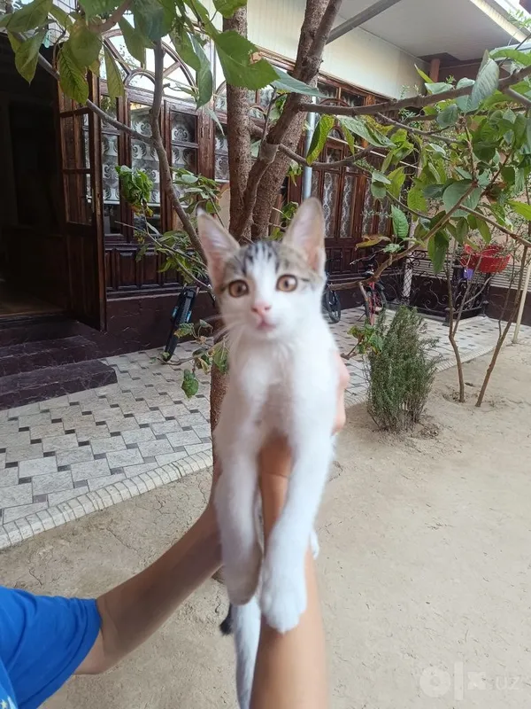 Mushuk Bollalari 1 Mushuk Bollalari 1