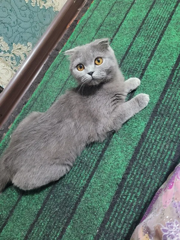 6 oylik qiz mushugimiz sotivda