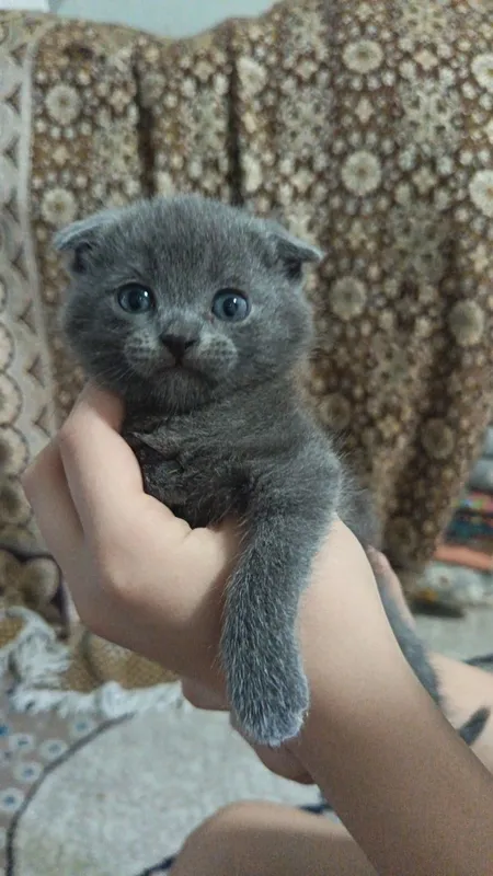 Продается котята шиншиллы — фото 1