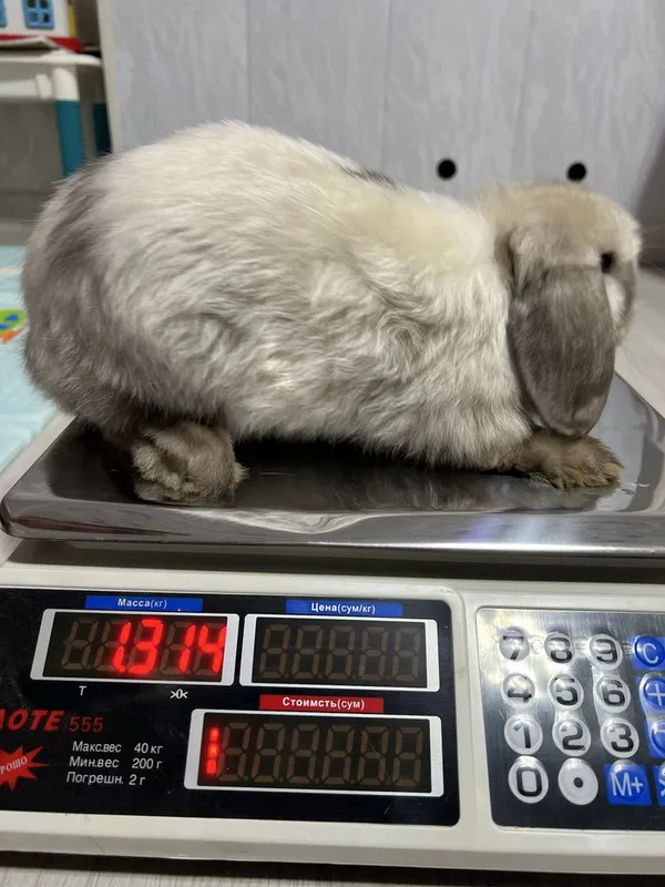 Декоротивные кролики Mini Lop — фото 6