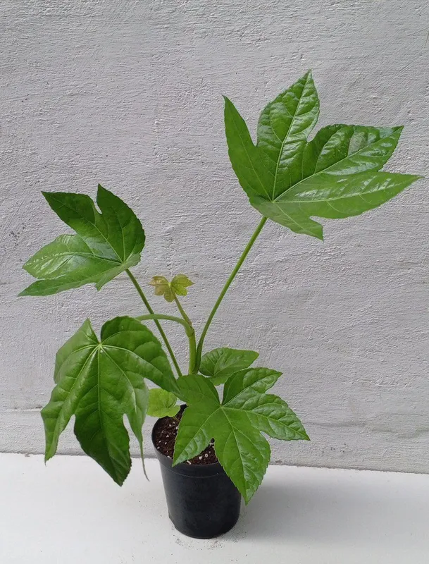 Фатсия японская (Fatsia japonica). Экзотические цветы для дома и офиса — фото 2 Фатсия японская (Fatsia japonica). Экзотические цветы для дома и офиса — фото 2