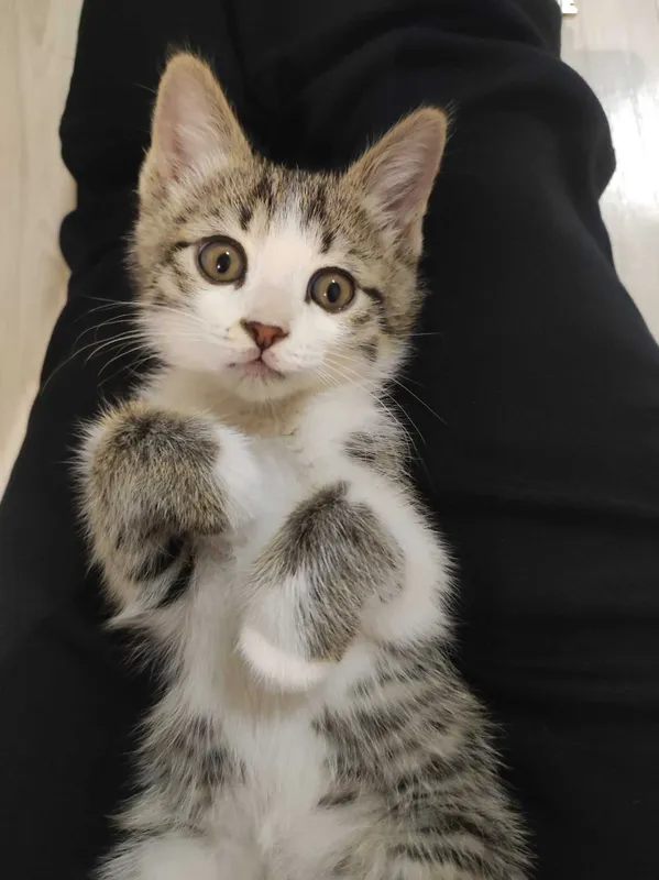 Котёнок в добрые руки 3 месяца