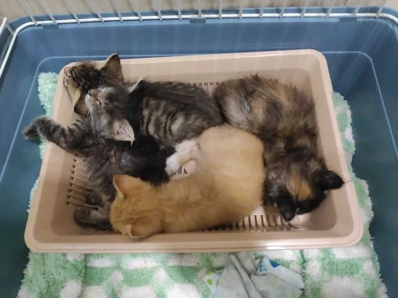 Отдам котят в добрые руки! 1 Отдам котят в добрые руки! 1