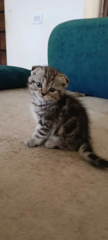 Породистые котята скотиш фолд — фото 2