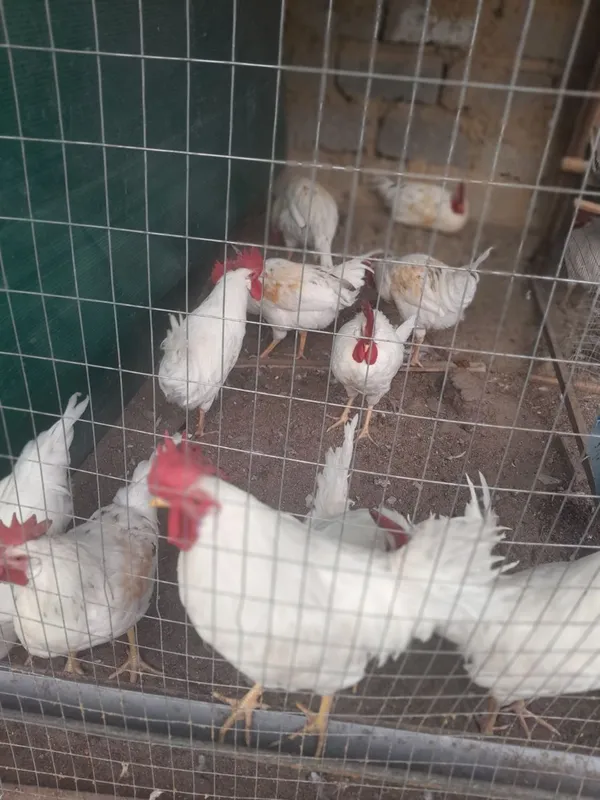 Uyda xoroz Uyda xoroz