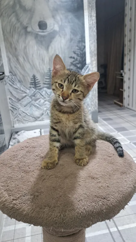 одам котят в хорошие руки. — фото 2