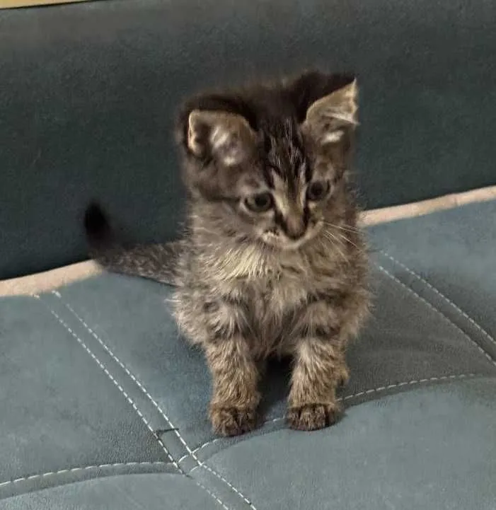 Милые, игривые котята! — фото 1