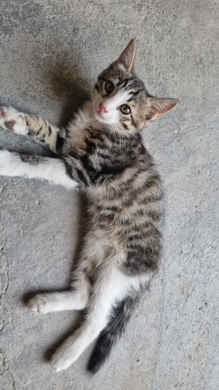 кот 2
