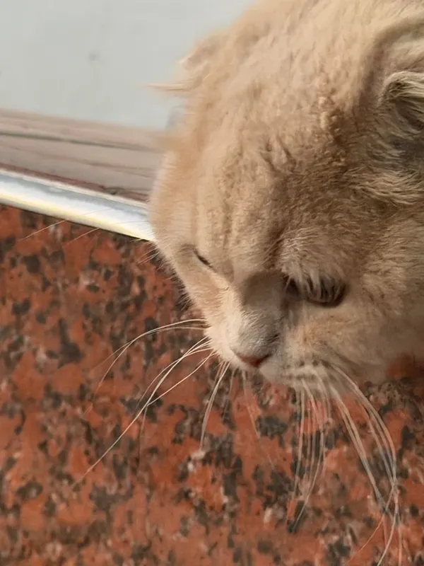 Золотистый шиншилла — фото 3