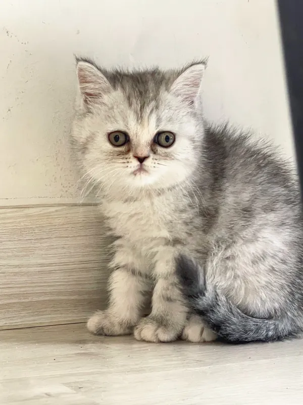 Шотландские Котенок — фото 1