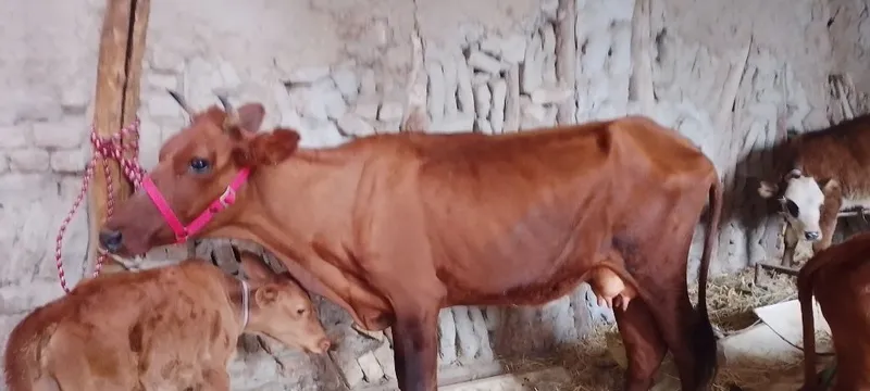 Srochniyga ona bola sigir sotiladi kafolati bilan 4