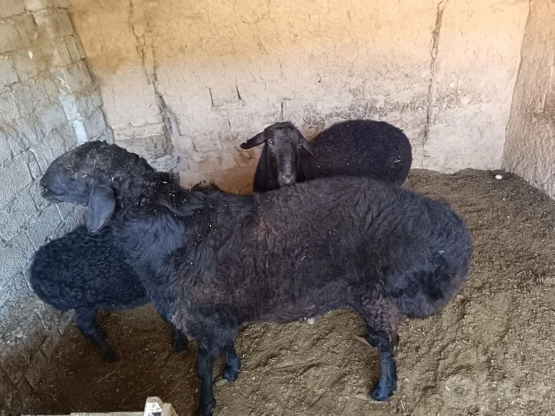 Qora qo'chqor 1 yildan oshgan 4 Qora qo'chqor 1 yildan oshgan 4