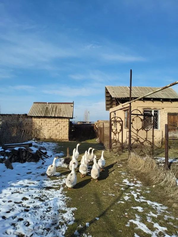 Гусиный жир собственного производства 2