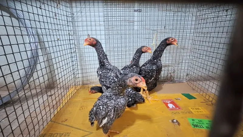 Кошамо кул хурозлари