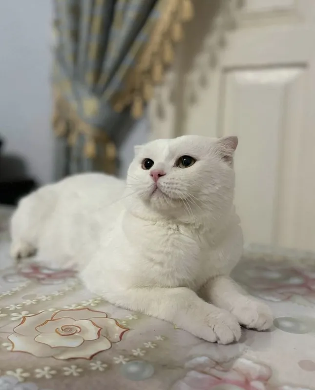 Британский длинношёрстный кот (привит) 2