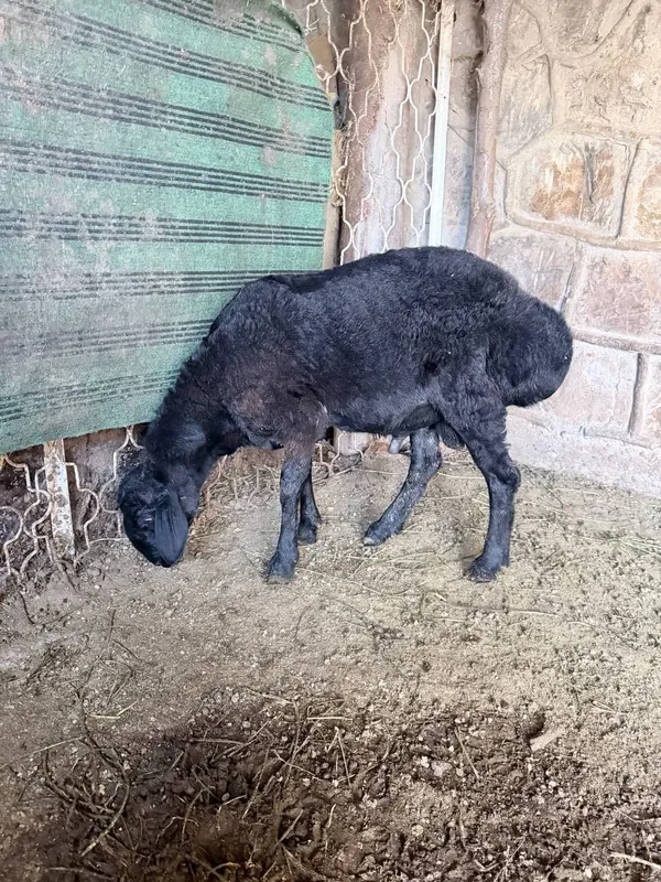 Srochna kuchkor sotiladi