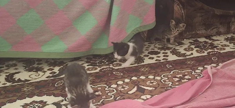 Котята отдам хороший руки