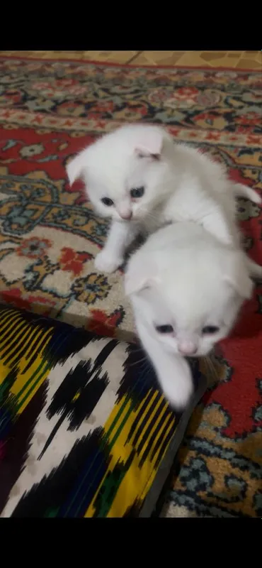 Котята британские вислоухие — фото 2