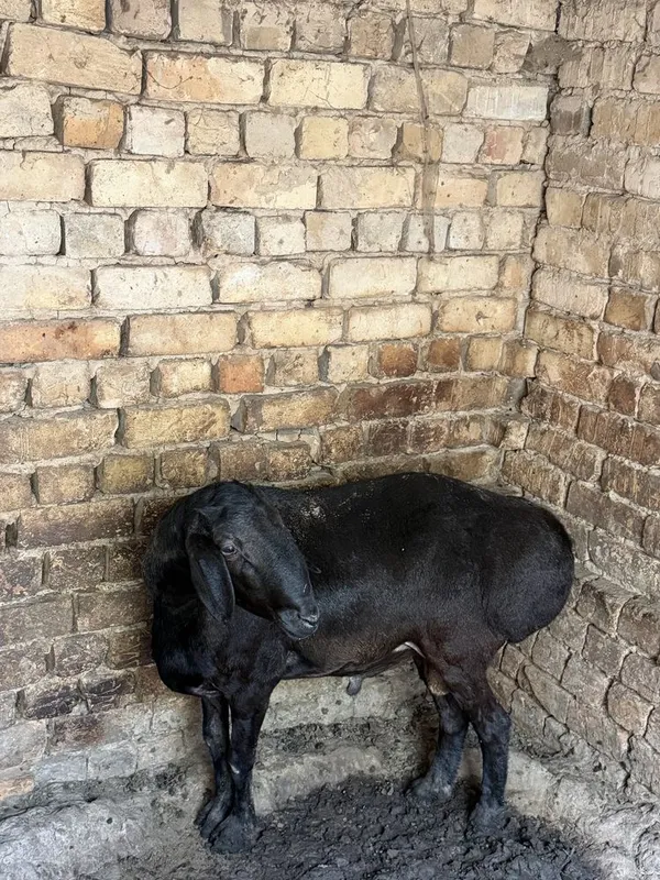 кочкор кой баран кочкор