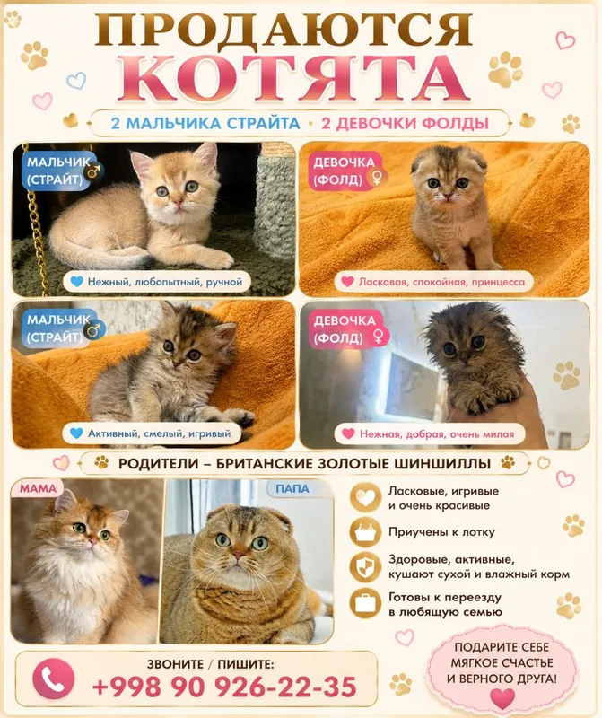 Продаются котята Продаются котята