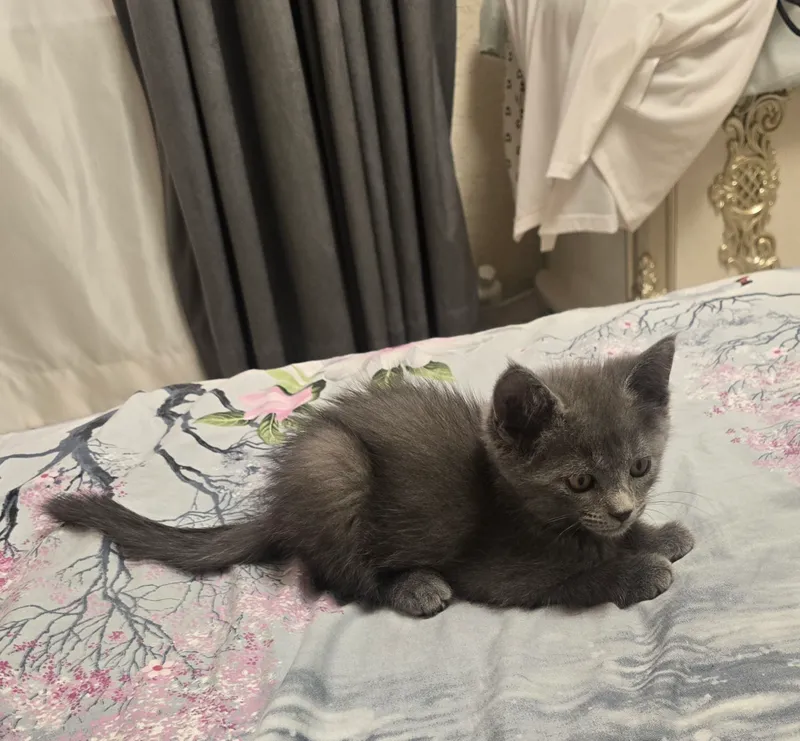 скоттиш-фолд британский, самка 2 месяца, цена 400 000 1