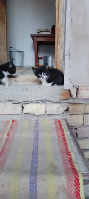 Отдам бесплатно котят в добрые руки — фото 3