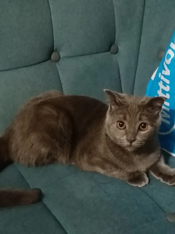 Кот Scottish Fold, 4-месячный, веселый, ухоженный 5 Кот Scottish Fold, 4-месячный, веселый, ухоженный 5
