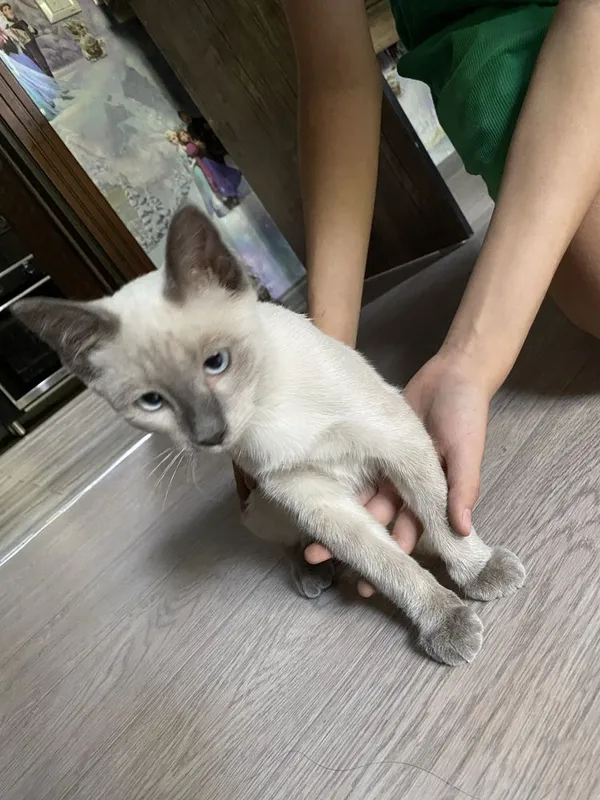 Продам сиамского котенка 2 Продам сиамского котенка 2