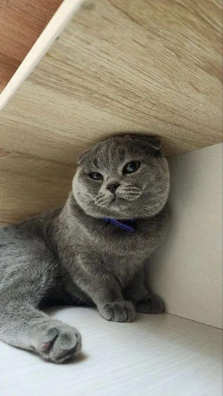 Продаются котята — фото 3