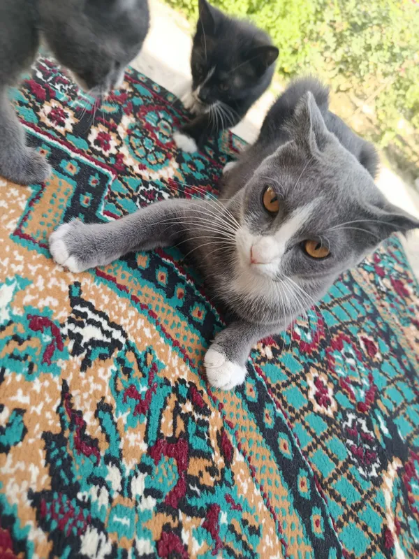 Mushu beriladi tekin 2 Mushu beriladi tekin 2
