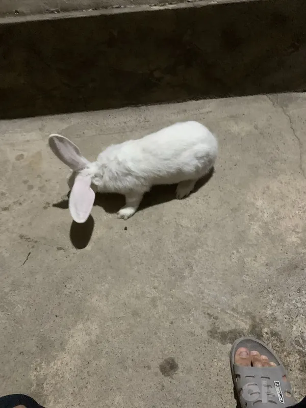 Zoti hikol erkak quyon 3 Zoti hikol erkak quyon 3