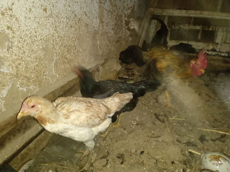 Xonaki,jaydari tovuqlar sotiladi. 7 ta 2ta xuroz 5 ta makiyon — фото 3