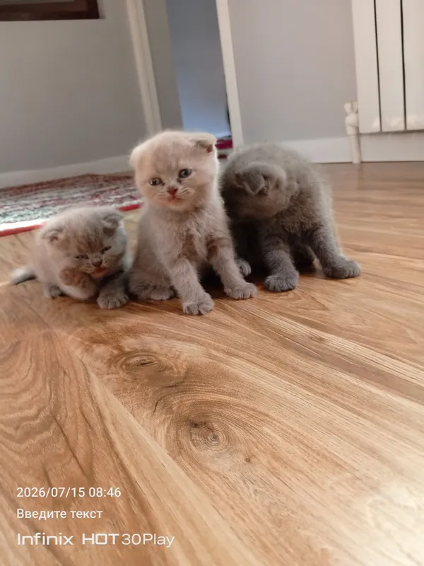 Шотландская вислоухая кошка продаётся 2