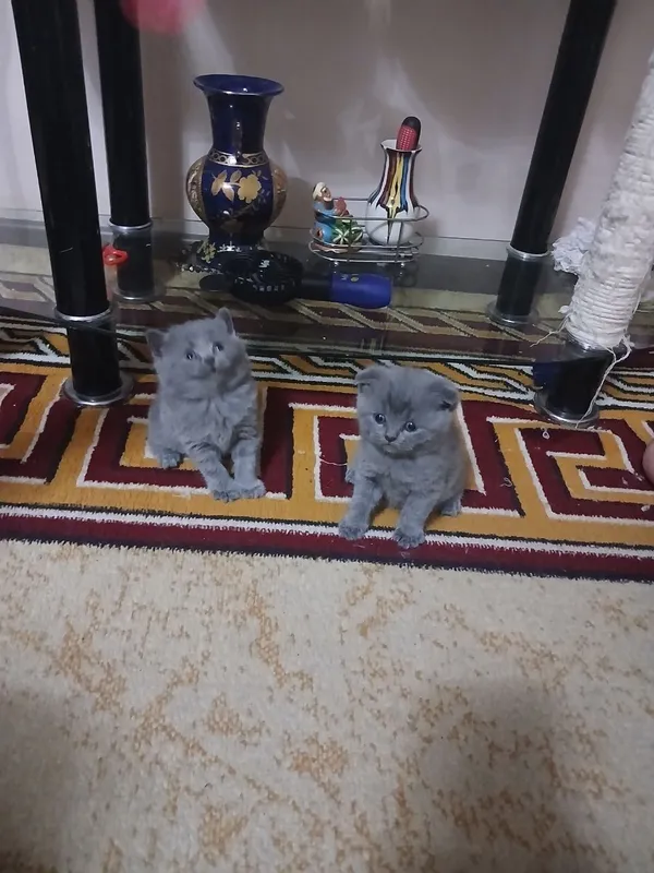 Котята британские скотиш фолд — фото 2