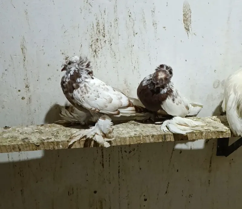 Turli rangdagi buxorolik barabanchilar 2