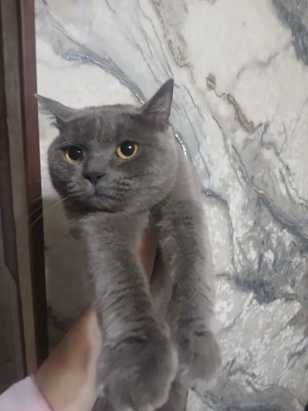 мушук 1 ёш жудаям эсли мушук 1 ёш жудаям эсли