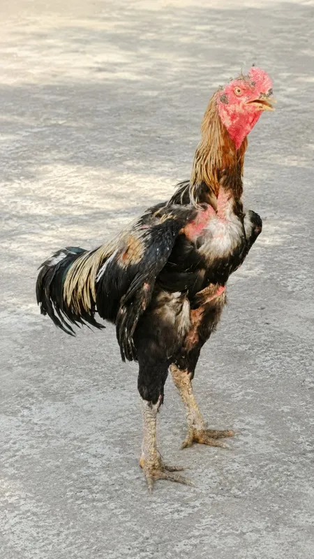 Xoroz sotiladi bekorchi qilishga va zot olish uchun 4kg narxi 450 kami