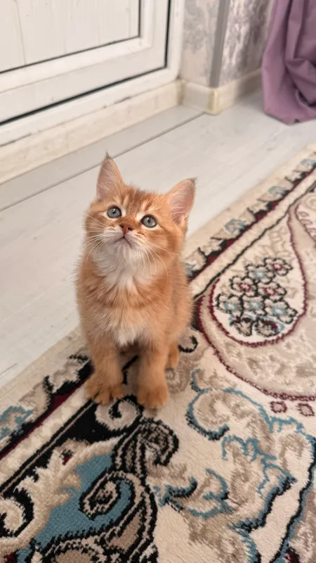 Породистый котенок 2