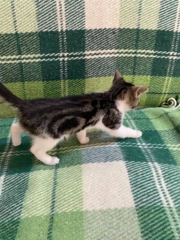 Котята в добрые заботлевые руки. 5 Котята в добрые заботлевые руки. 5