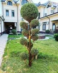 Dekorativ daraxtlarni parvarishlash xizmat — фото 2