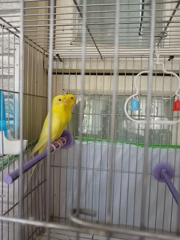 To'lqinli (budgerigar)larni sotaman 1 To'lqinli (budgerigar)larni sotaman 1