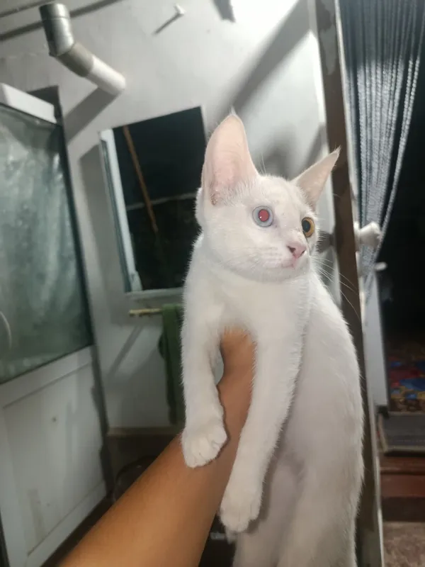 Mushuk sotiladi narxi 600ming soʻm koz ikki xil Mushuk sotiladi narxi 600ming soʻm koz ikki xil